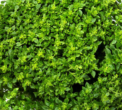 500 Dwarf Greek Basil (Ocimum Basilicum) Seeds