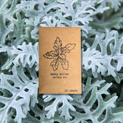 Dusty Miller Mix Seeds