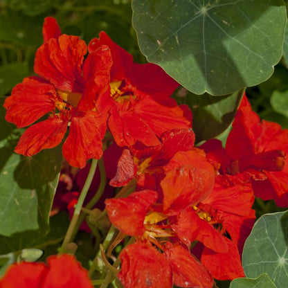 Nasturtium, Dwarf Jewel Mix (lb)