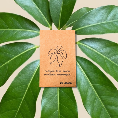 Schefflera Arboricola 'Dwarf Umbrella Plant' Seeds