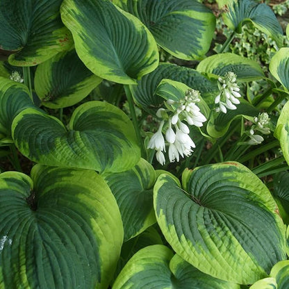 Earth Angel Hosta Seeds