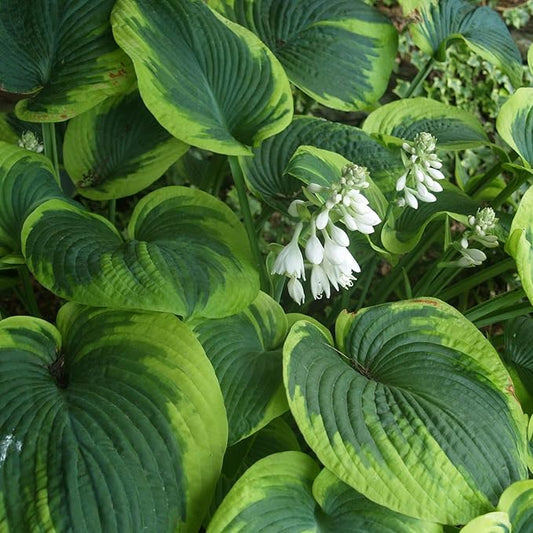 Earth Angel Hosta Seeds