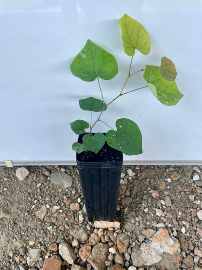 Eastern Redbud (Cercis canadensis) seedling