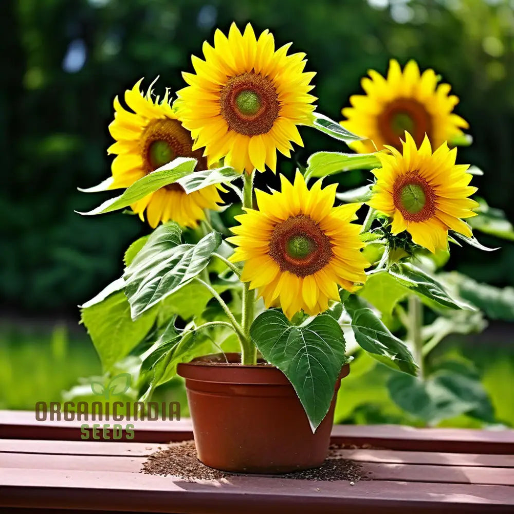 Sunflower Seed Mix