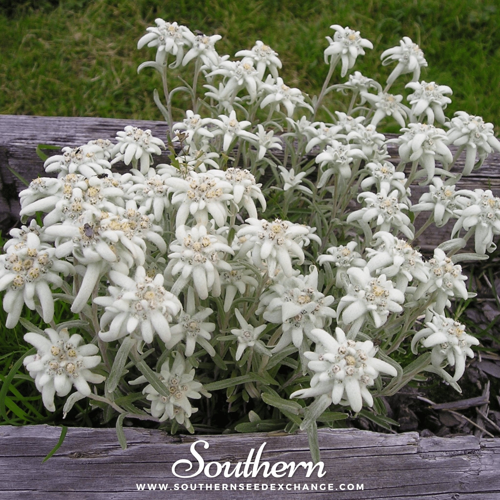 Edelweiss – 100 Seeds – Haven Herbs