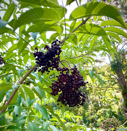 "Ranch" American Elderberry seedling