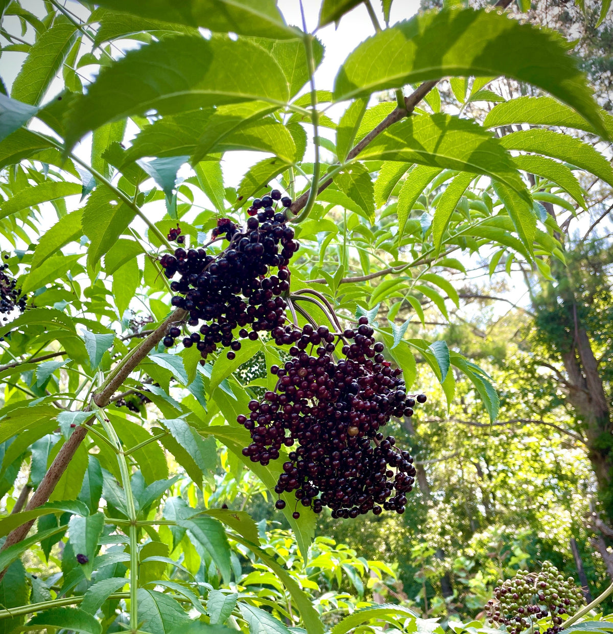 "Nova" American Elderberry