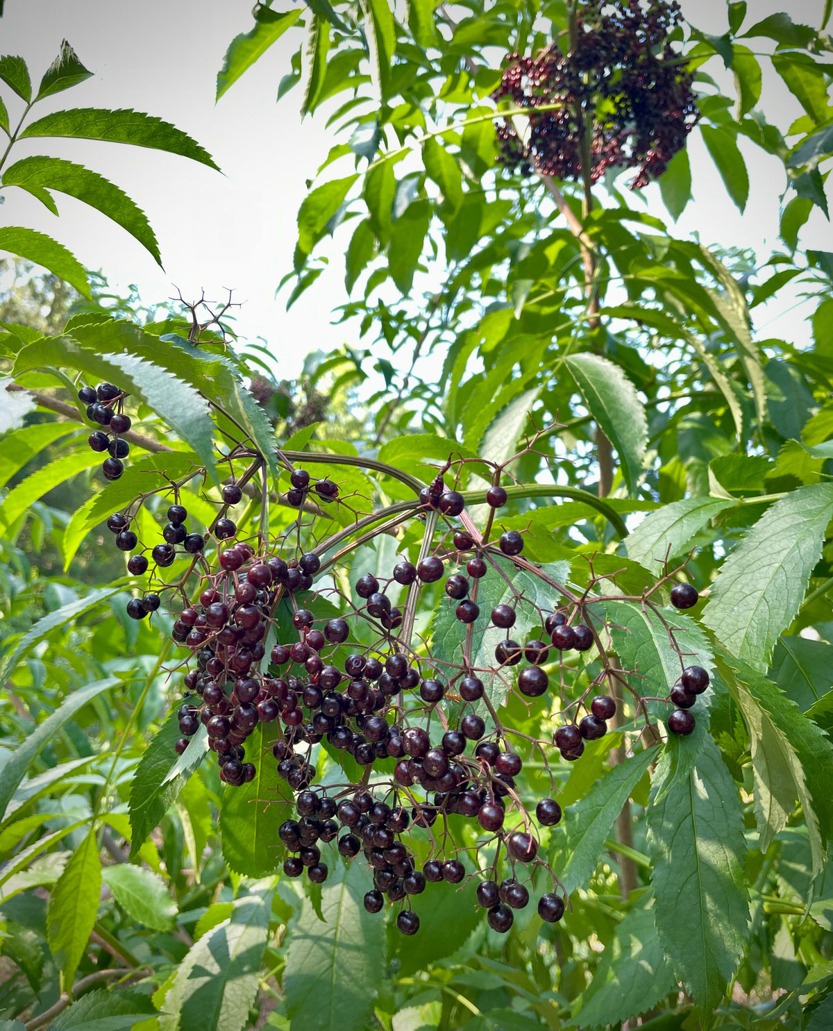 "Nova" American Elderberry