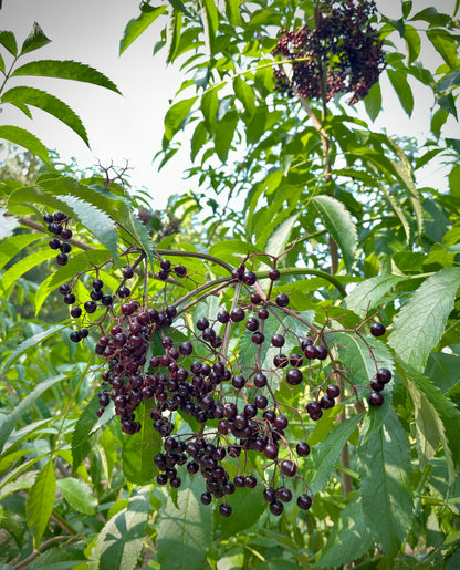"Nova" American Elderberry