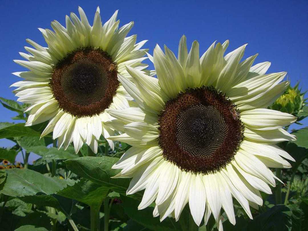 White Sunflower Seeds