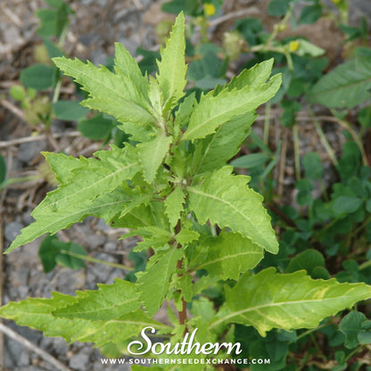 Epazote – 25 Seeds