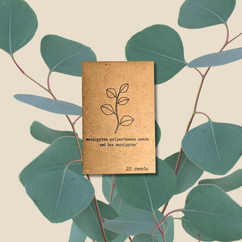 Eucalyptus Polyanthemos 'Red Box' Seeds