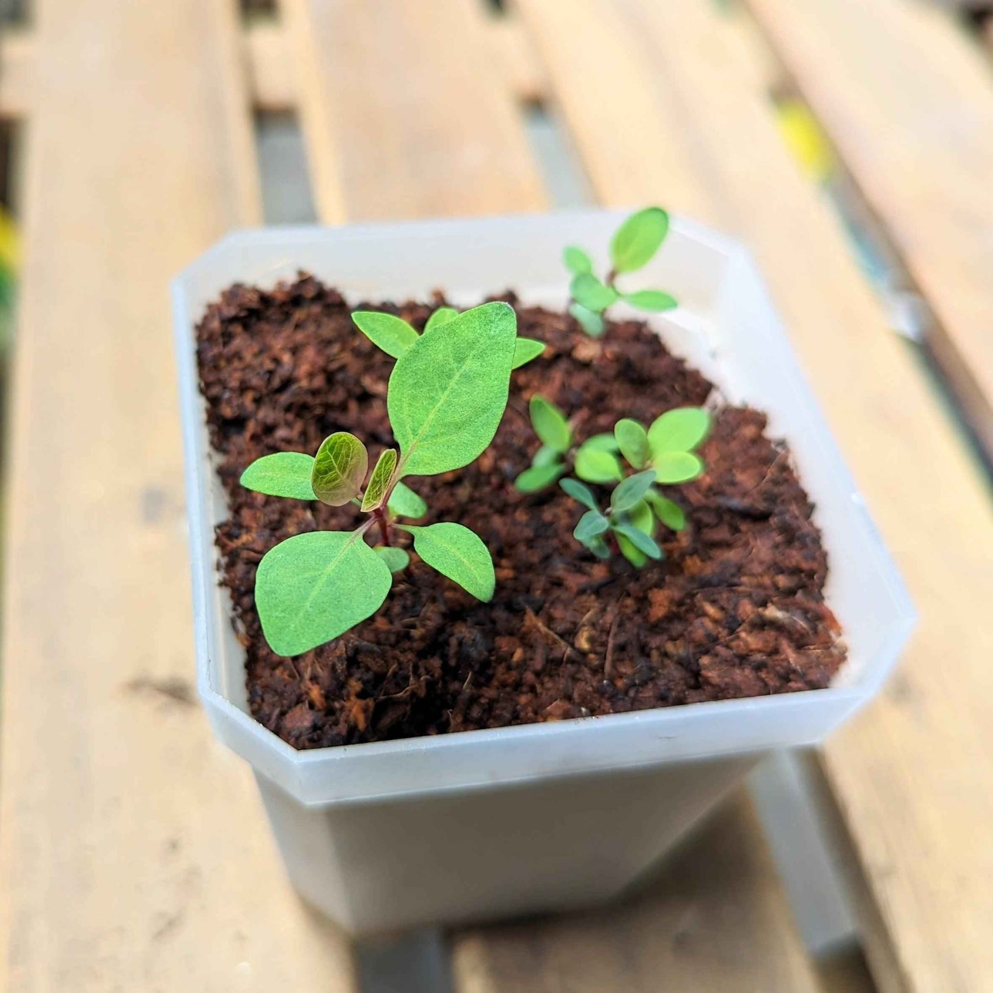 Eucalyptus Polyanthemos 'Red Box' Seeds