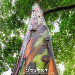 Rainbow Gum Tree Eucalyptus – 100 Seeds
