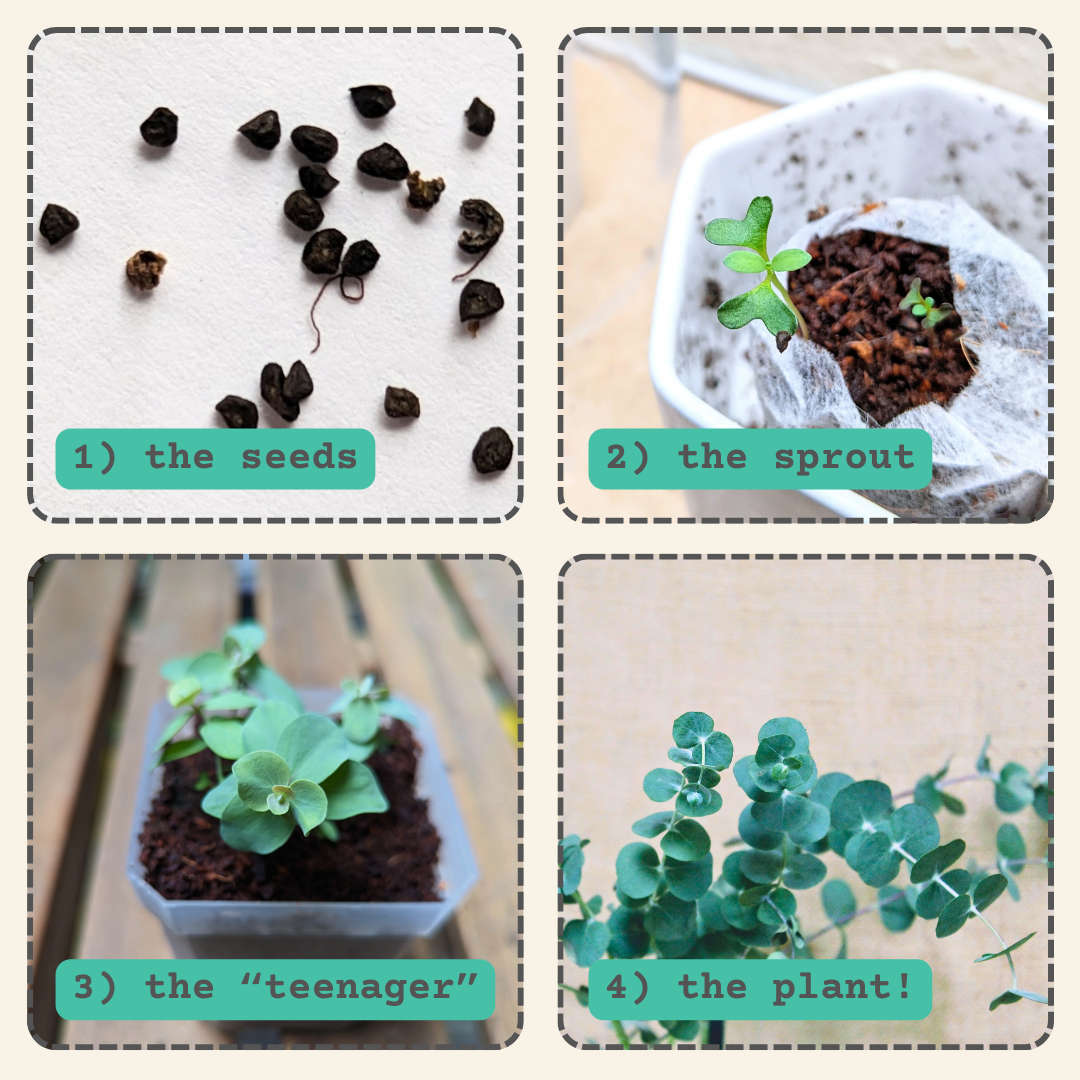 Eucalyptus Pulverulenta 'Baby Blue' Seeds