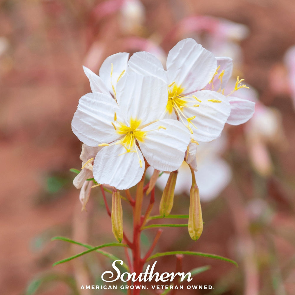 Pale Evening Primrose – 100 Seeds