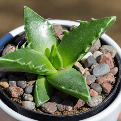 Faucaria 'Tiger's Jaws' Seed Mix