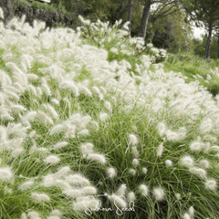Feathertop – 25 Seeds