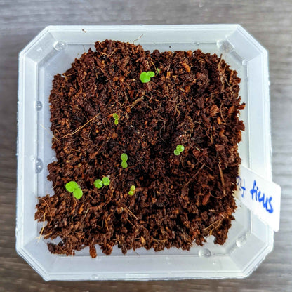 Ficus Altissima 'Lofty Fig' Seeds