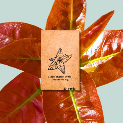 Ficus Altissima 'Lofty Fig' Seeds