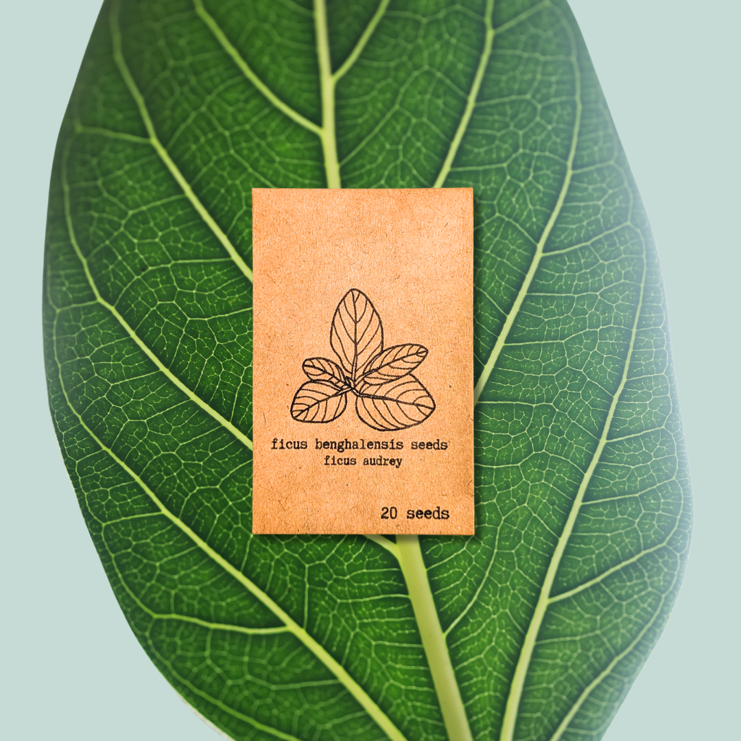 Ficus Altissima 'Lofty Fig' Seeds