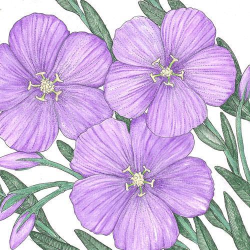 Flax, Blue (1 lb)