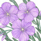 Flax, Blue (1 lb)