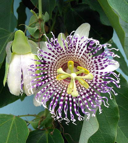 10 Sweet Granadilla/Yellow Passionfruit (Passiflora Ligularis) Seeds