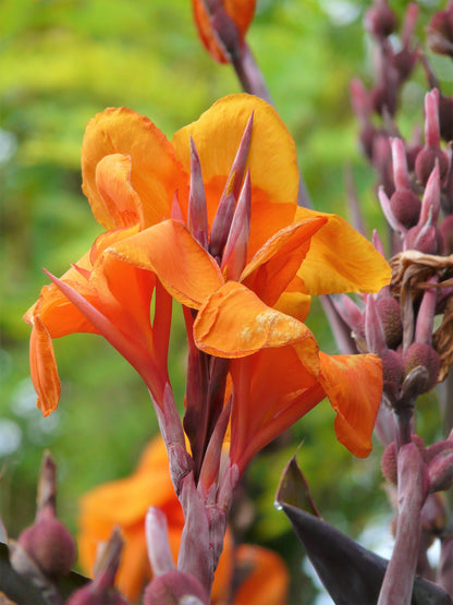 5 Mixed Canna Lily (Canna Generalis) Seeds