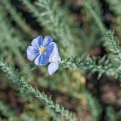 Flax, Blue (1/4 lb)