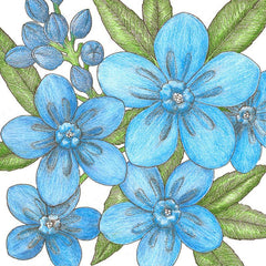 Forget-Me-Not, Chinese (1/4 lb)