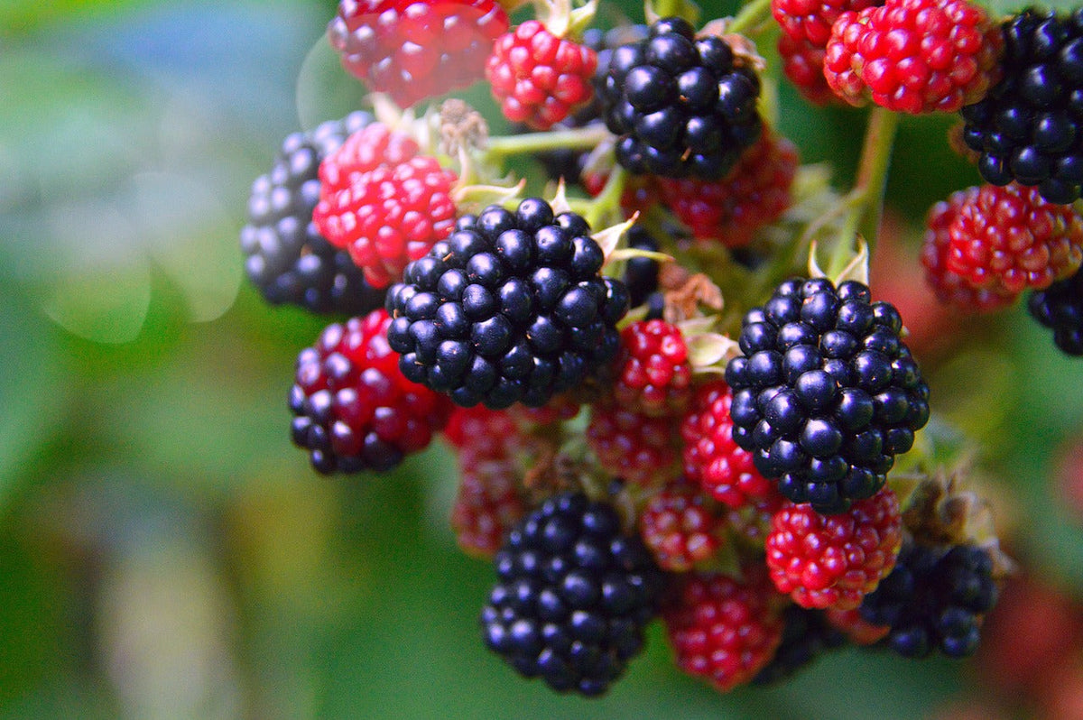 Chester Blackberry