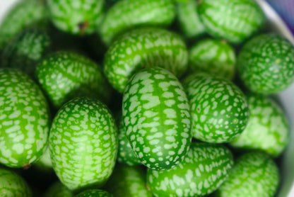 10 Cucamelon (Melothria Scabra) Seeds