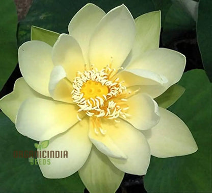 Giant Sunburst Lotus Seeds