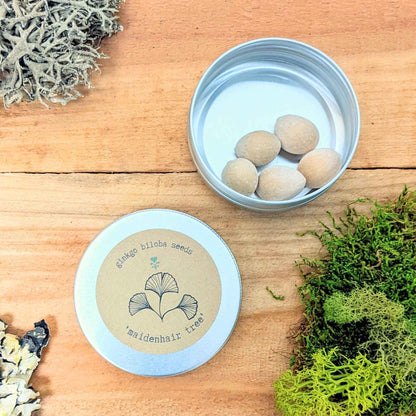 Ginkgo Biloba 'Maidenhair Tree' Seeds