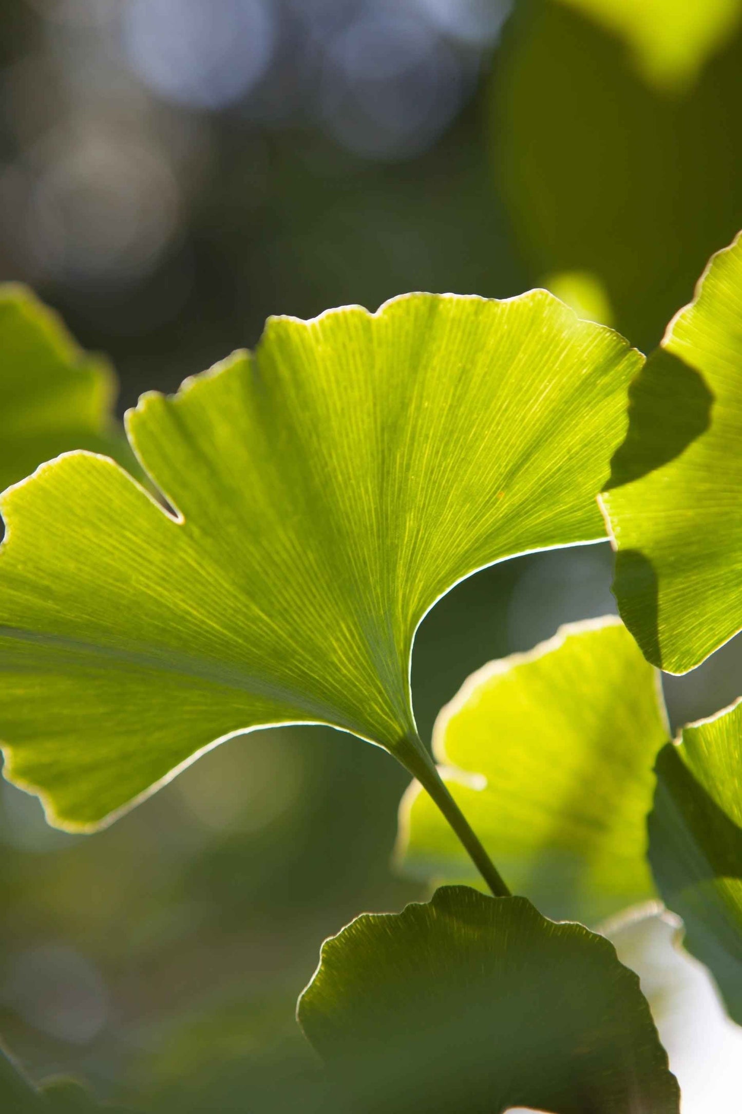 Ginkgo Biloba 'Maidenhair Tree' Seeds