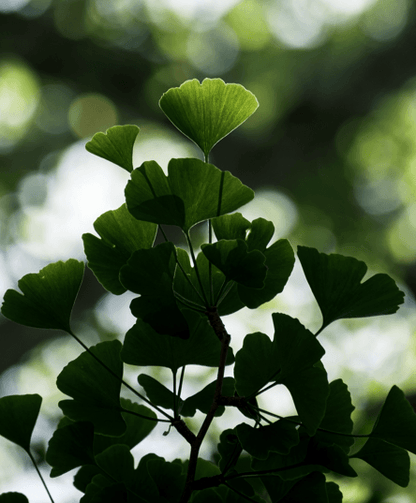 Ginkgo Biloba 'Maidenhair Tree' Seeds