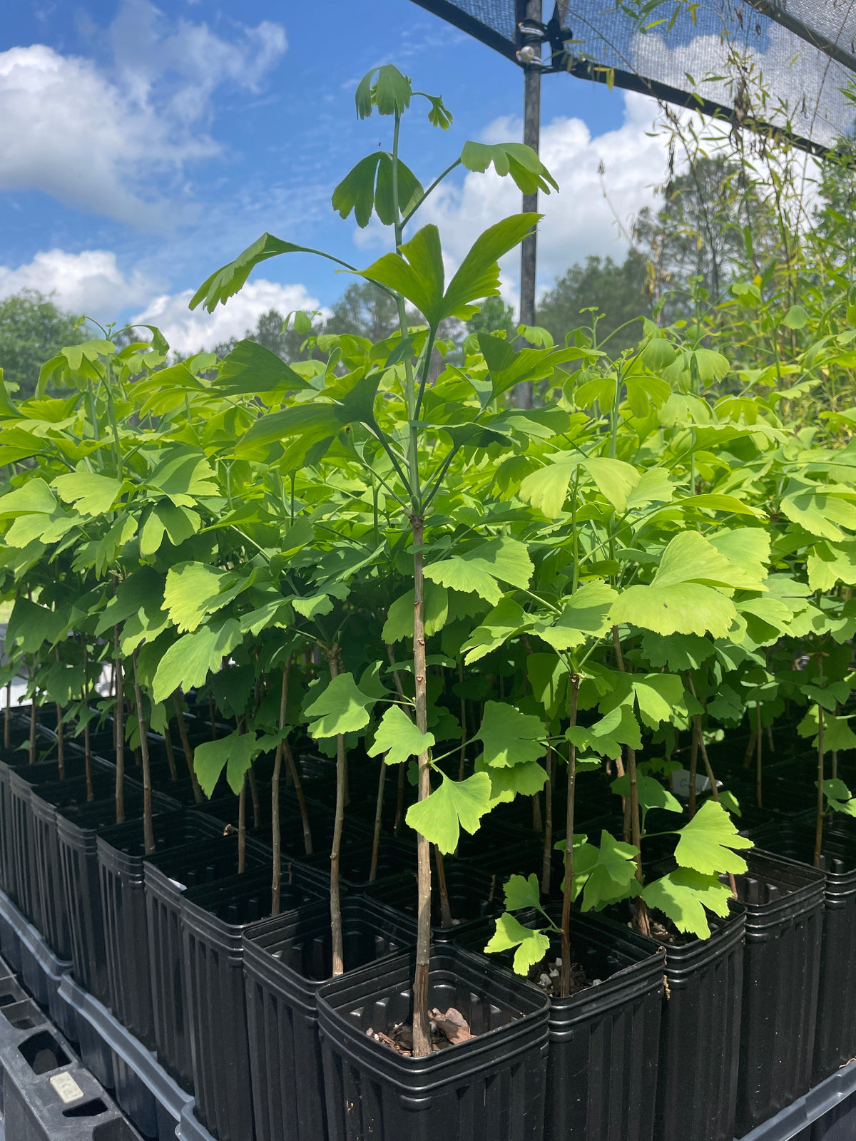 Maidenhair Tree (Ginkgo biloba) seedling