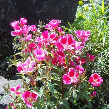 Godetia, Semi-Tall Single Mix (1/4 lb)