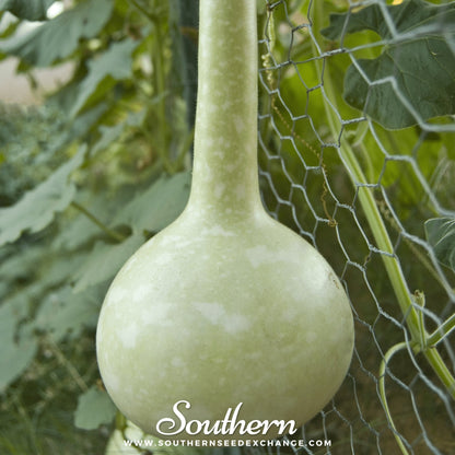 Dipper Gourd – 15 Seeds