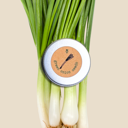 Organic Green Onion (Scallion) Seeds