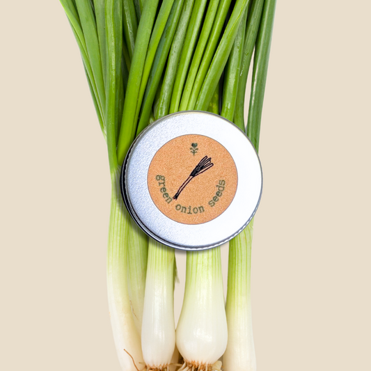 Organic Green Onion (Scallion) Seeds