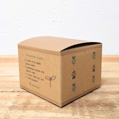 Grow a Coffee Plant Seed Kit