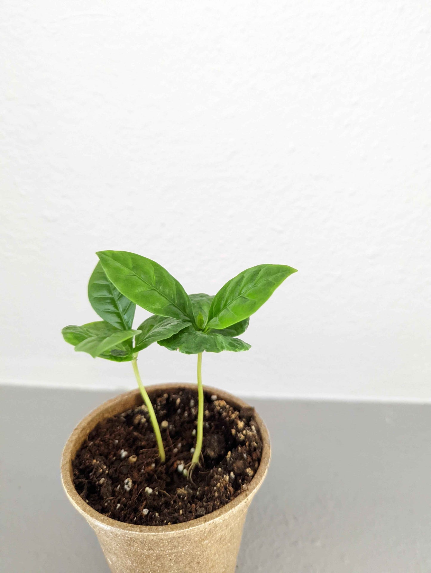 Grow a Coffee Plant Seed Kit