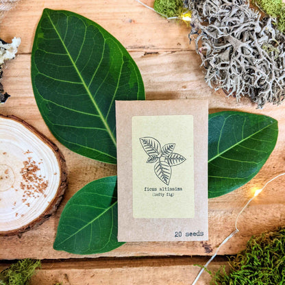 Grow a Ficus Altissima Seed Kit