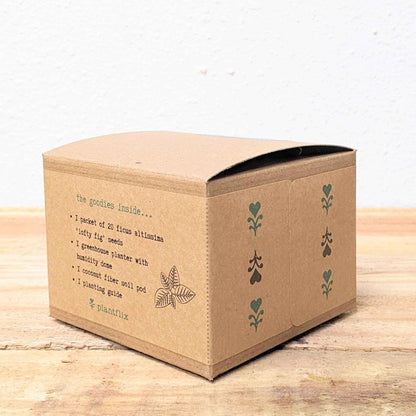 Grow a Ficus Altissima Seed Kit