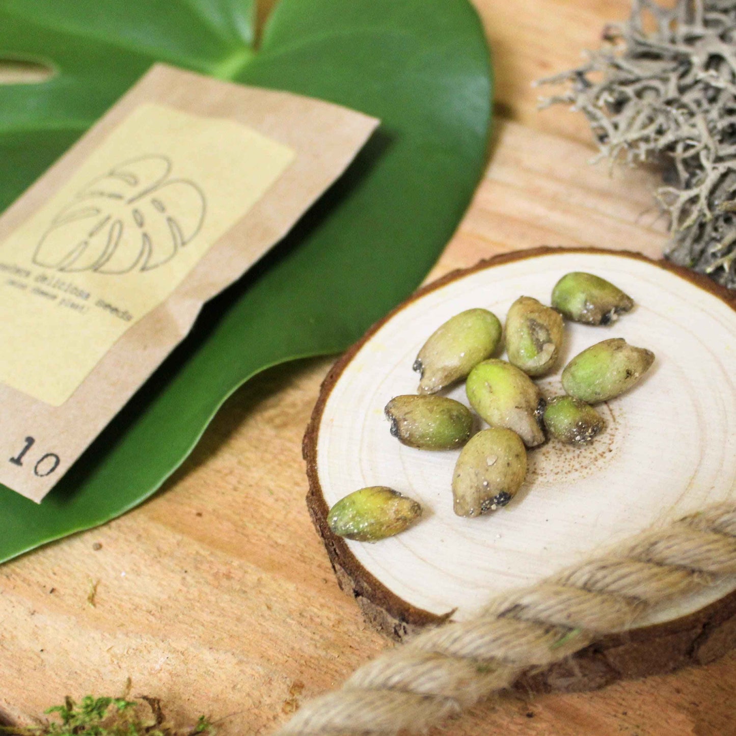 Grow a Monstera Seed Kit