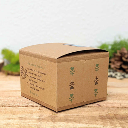 Grow a Philodendron Seed Kit