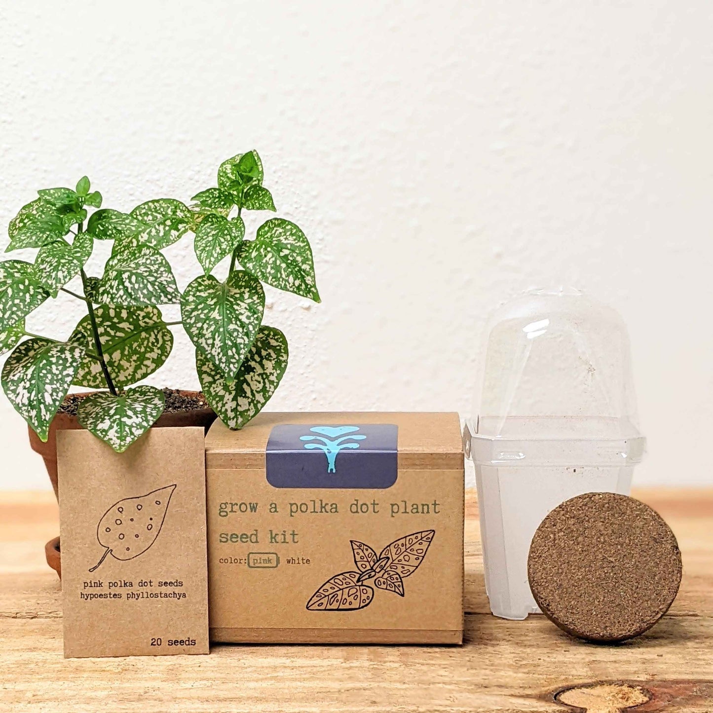 Grow a Polka Dot Seed Kit