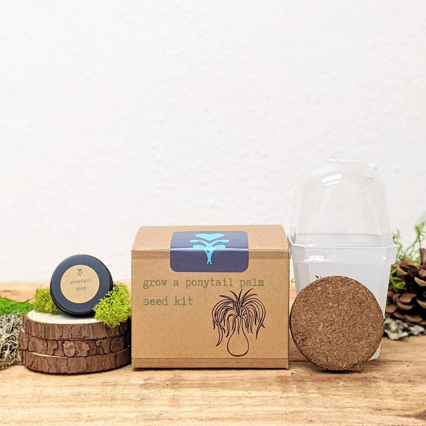 Grow a Ponytail Palm Seed Kit